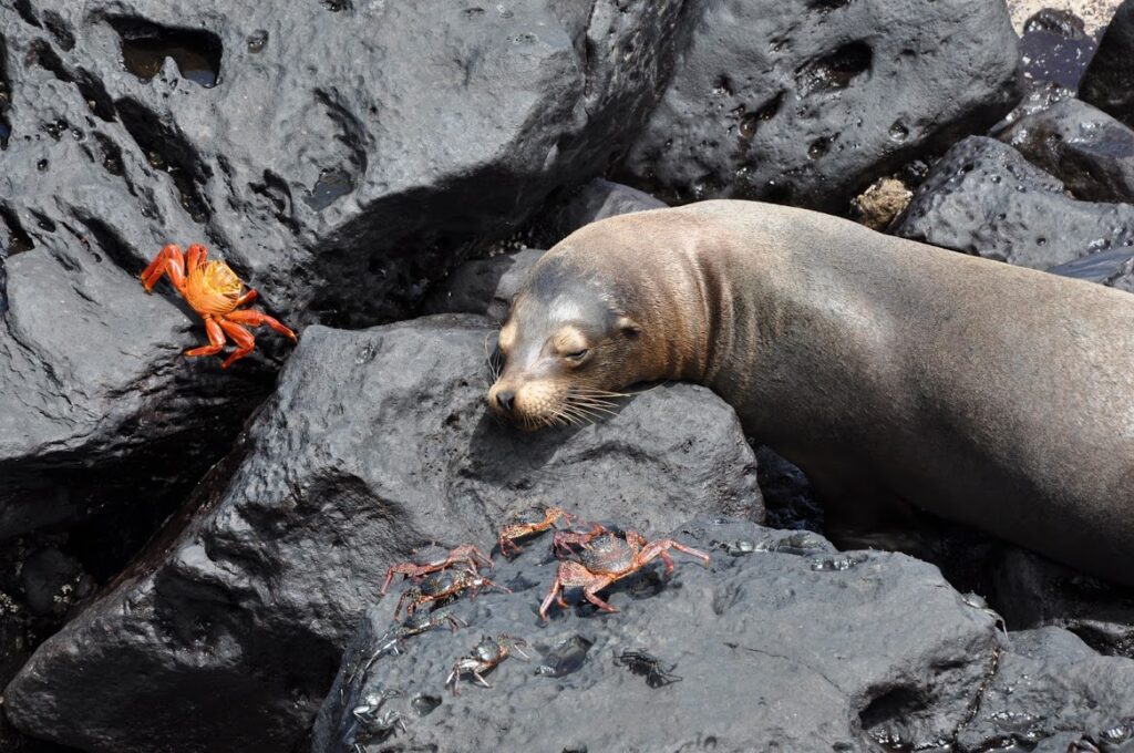 Foka i kraby na Galapagos