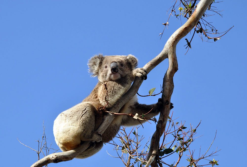 Tym sposobem, chcąc nie chcąc, wylądowaliśmy w Australii